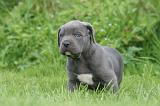 CANE CORSO 1265
